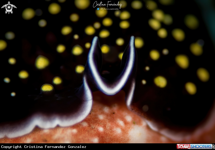 A Flatworm