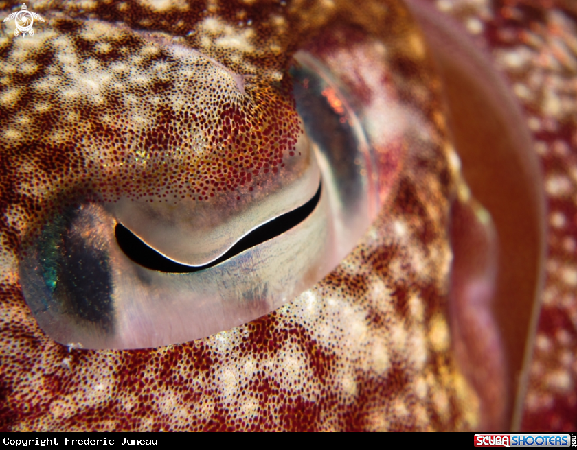 A underwater creature
