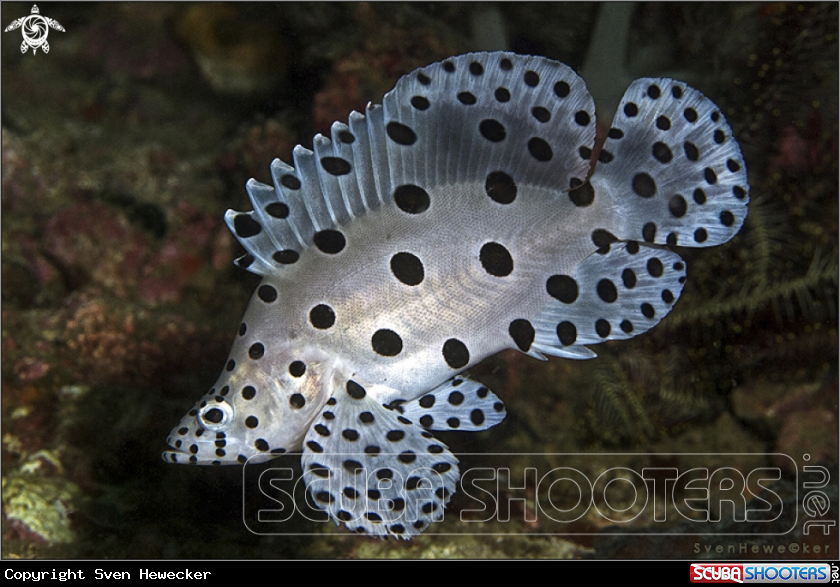 A Barramundi or humpback grouper or panther grouper 