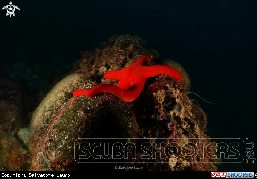 A star fish