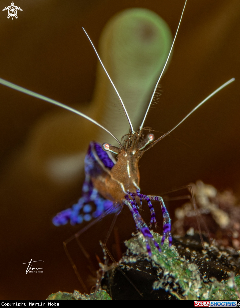 A Pederson's Cleanershrimp