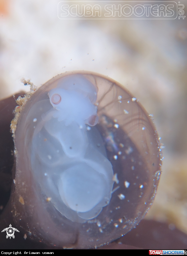 A cuttle fish
