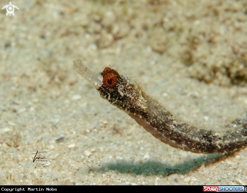 A Whitenose Pipefish