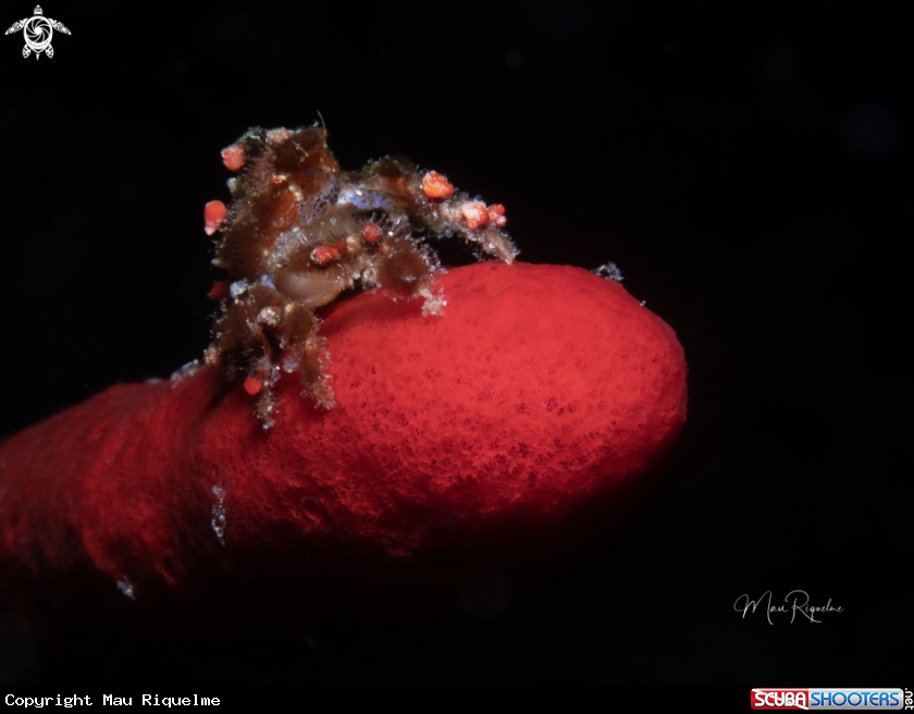 A Cryptic Teardrop Crab