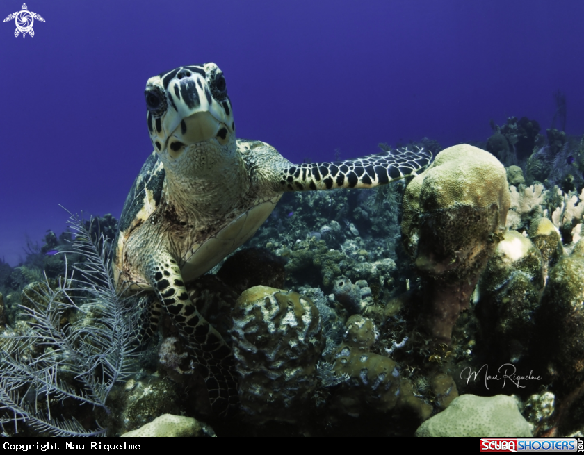 A Hawksbill Turtle