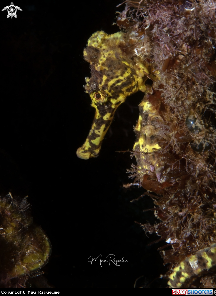 A Longsnout Seahorse