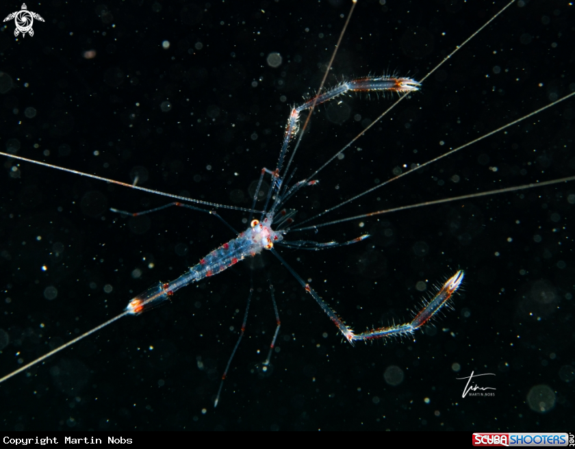 A Banded Coralshrimp