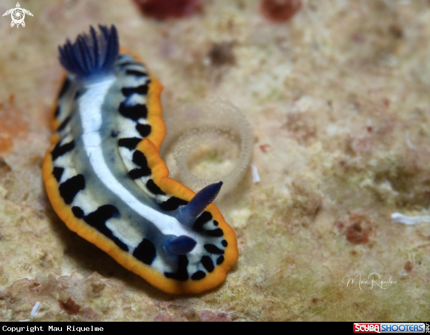 A Purple-Crowned Sea Goddess with eggs :)