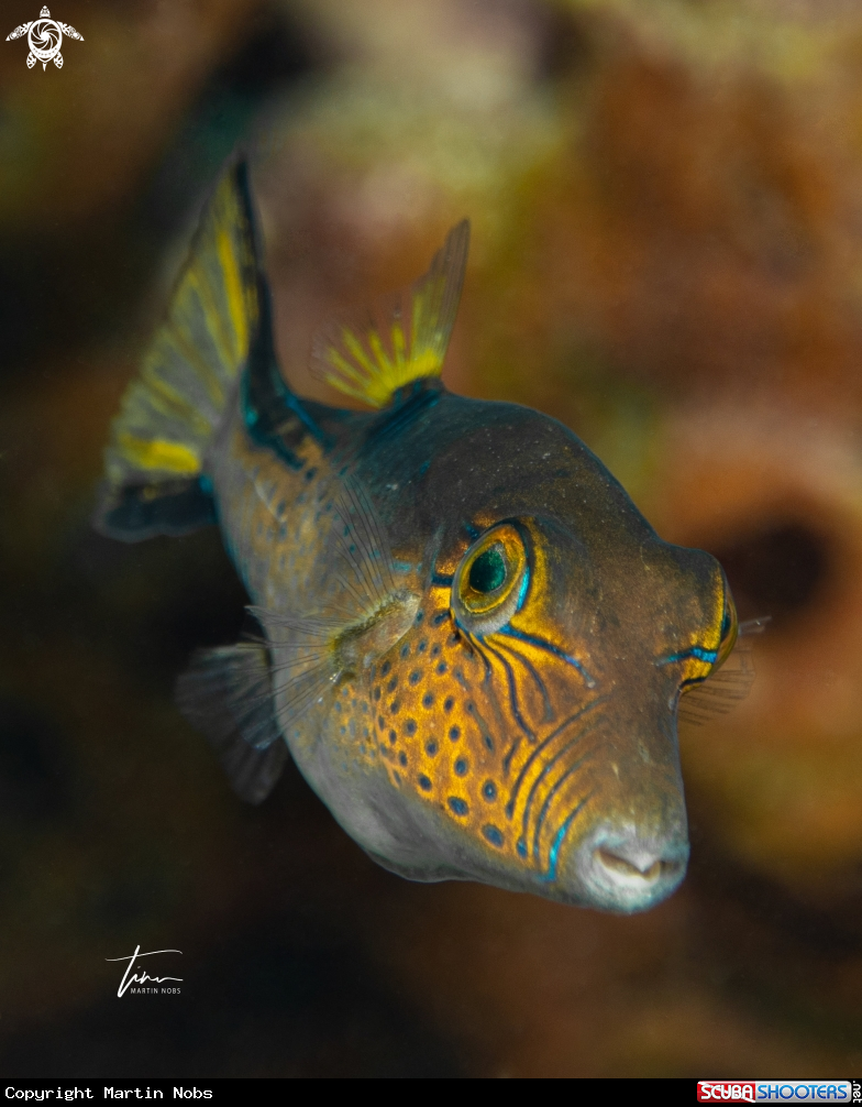 A Caribbean Sharpnose Pufferfish