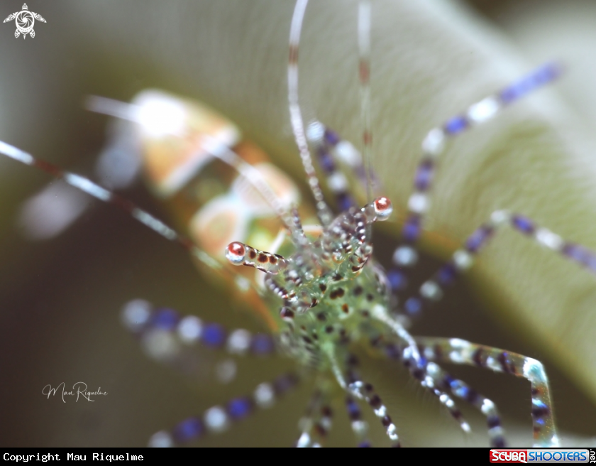 A Spotted cleaner shrimp