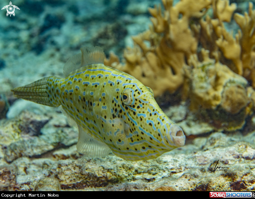A Scrawled Filefish
