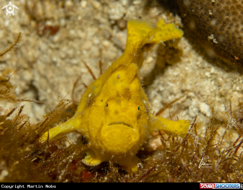 A Frogfish