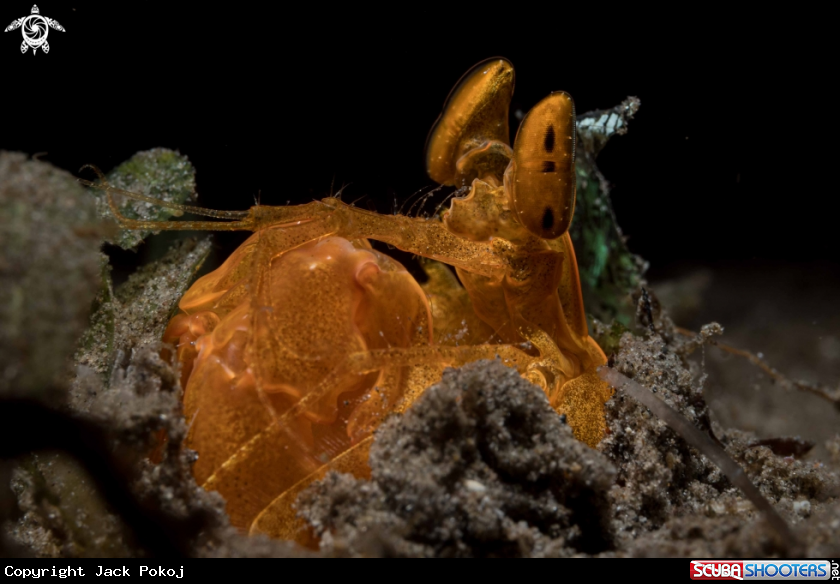 A Mantis shrimp