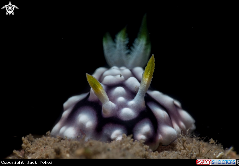 A Goniobranchus geometricus