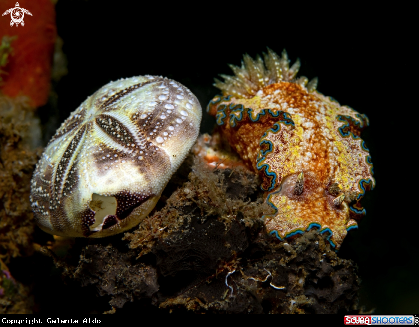 A Glossodoris Nudibranch