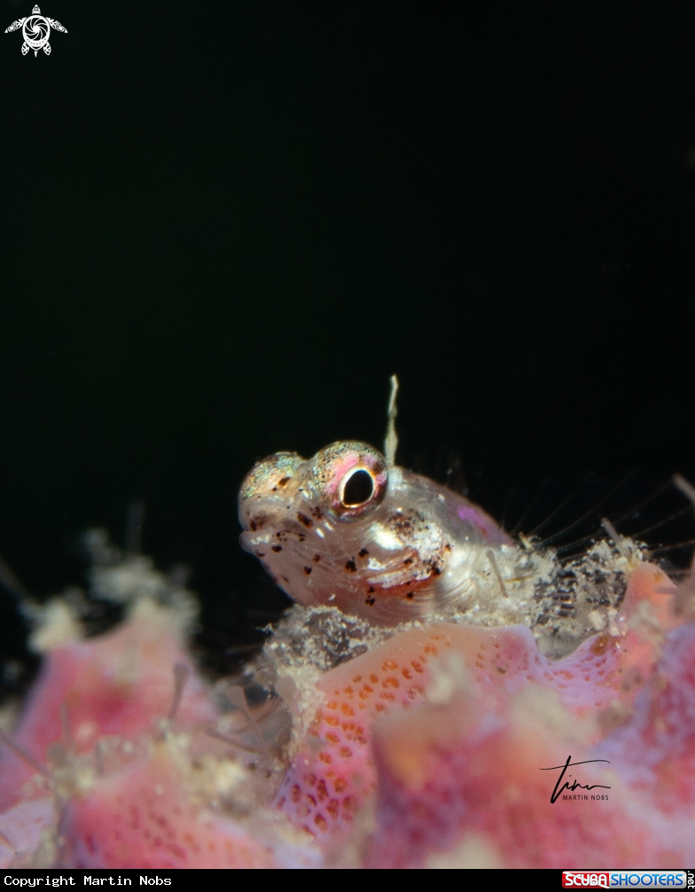 A Triplefin