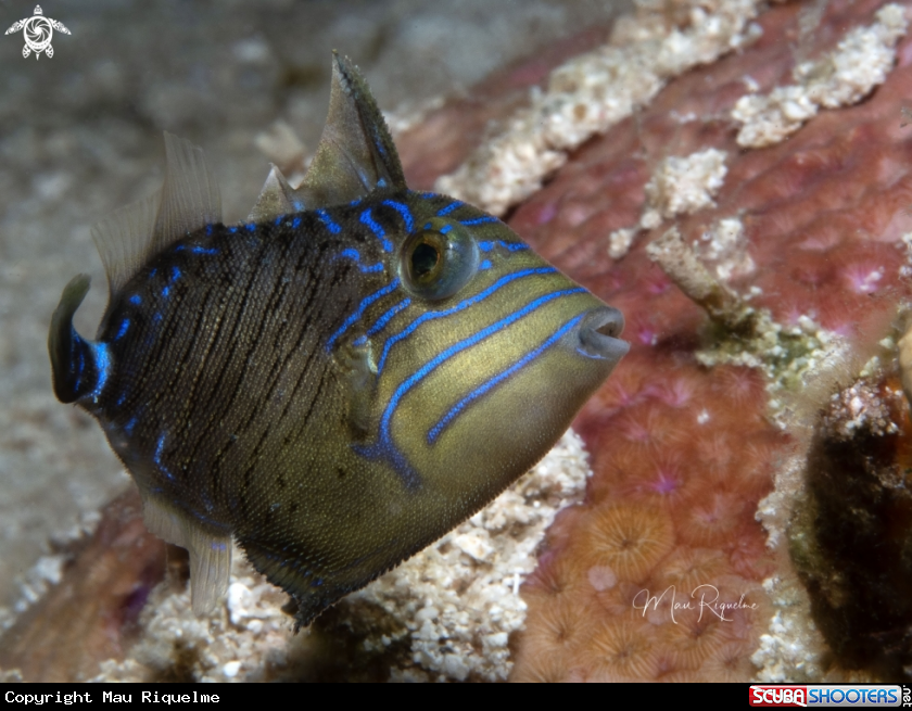 A Juvenile Queen Triggerfish