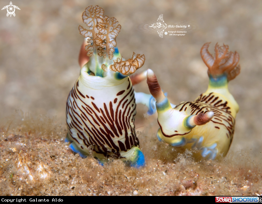 A Nembrotha Nudibranch