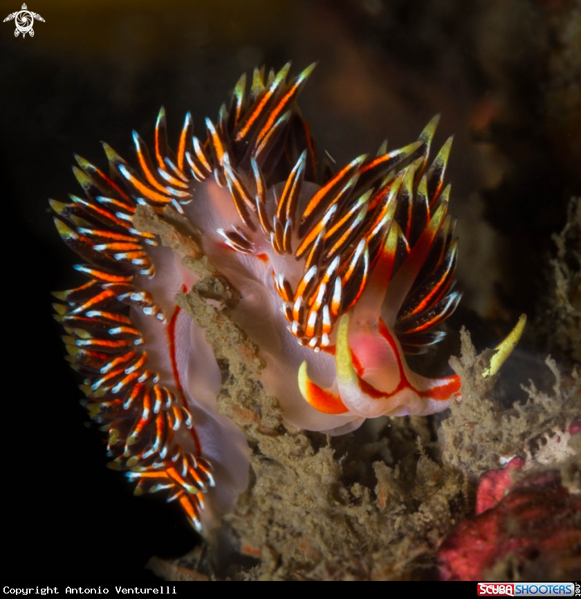 A Phidiana militaris nudibranch