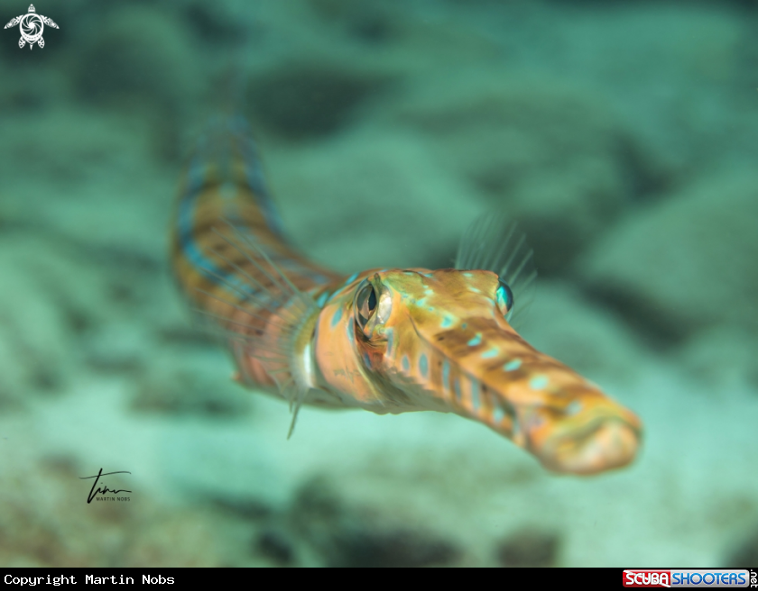 A Bluespotted Cornetfish