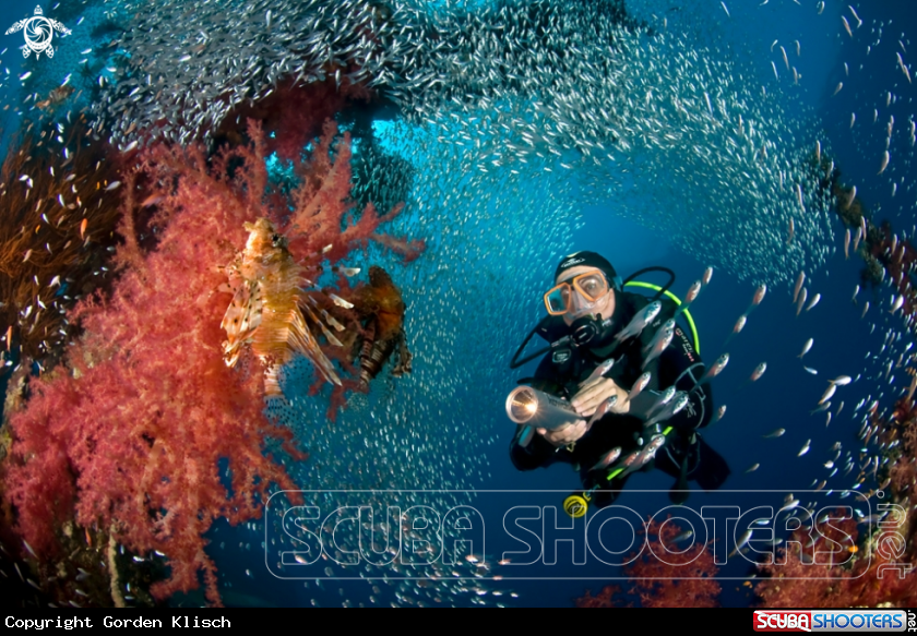 A Cedar Pride Wreck