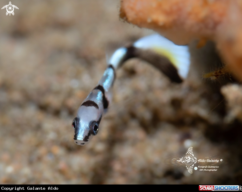 A Juvenil Fish (20mm)