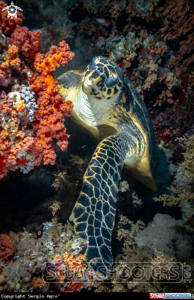 A Turtle