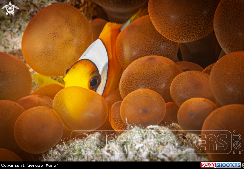 A Clownfish