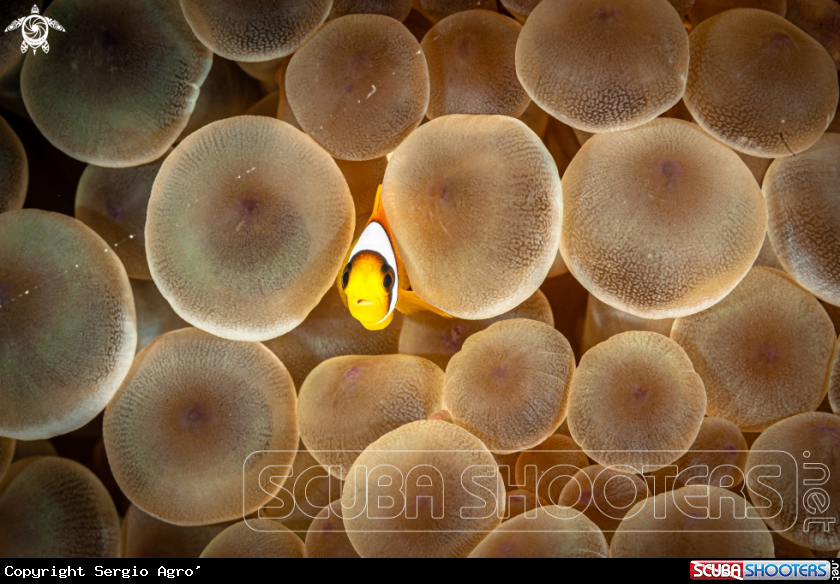 A Clownfish