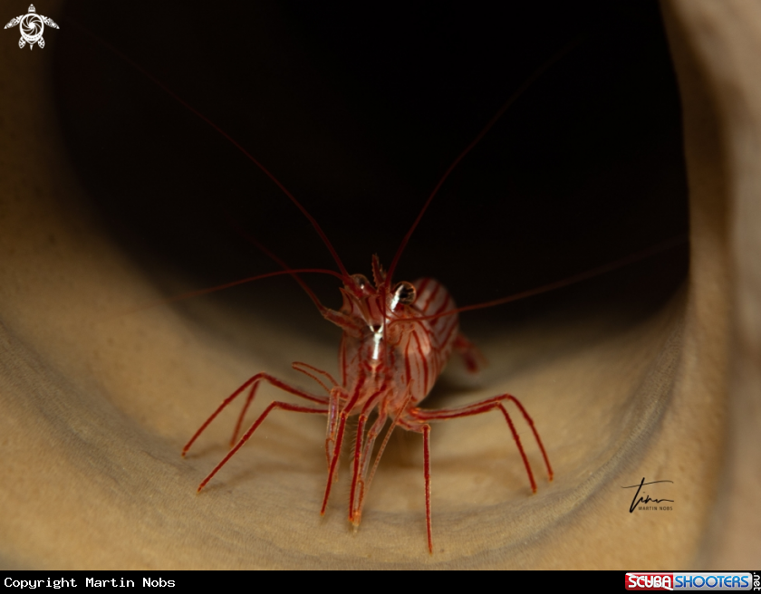 A Peppermint Shrimp