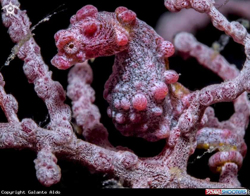 A Pygmy Seahorse