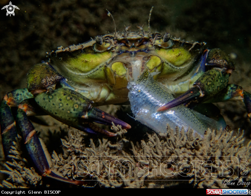 A Carcinus maenas