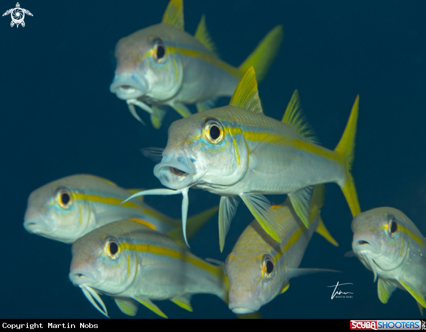 A Yellow Goatfish