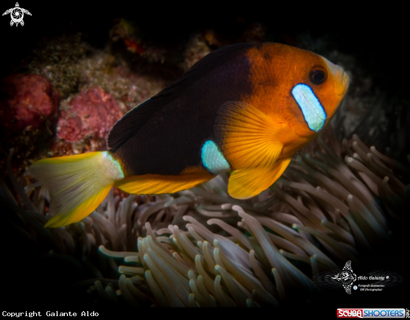A Clownfish