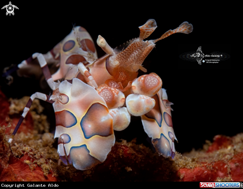 A Harlequin Shrimp 