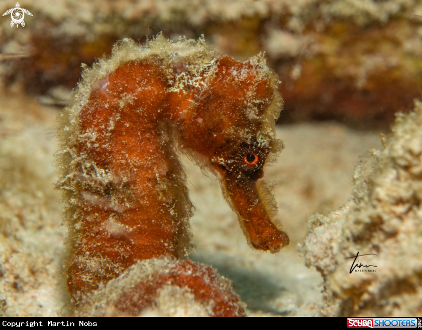 A Seahorse