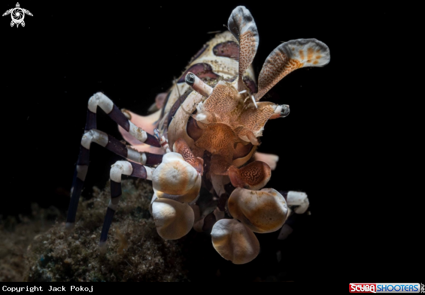 A Harlequin shrimp