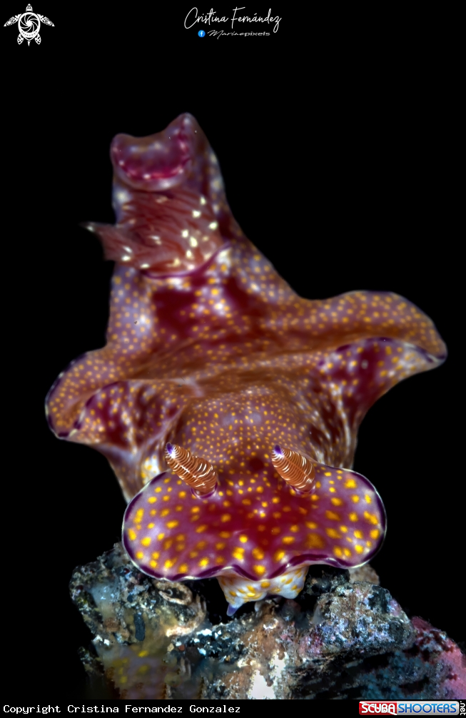 A Nudibranch