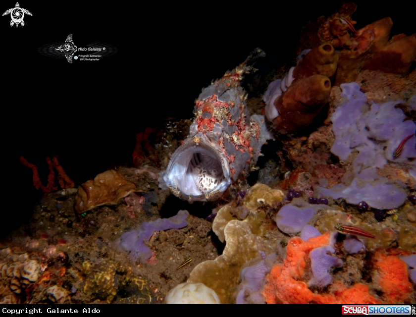 A Giant Frogfish