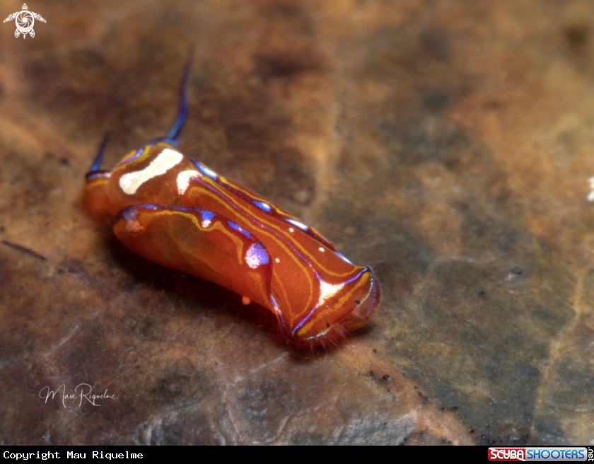 A Leech Aglaja