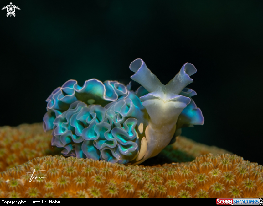 A Lettuce Seaslug