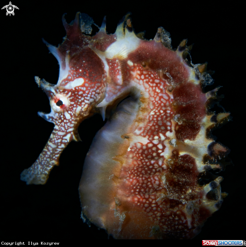 A Hippocampus jayakari