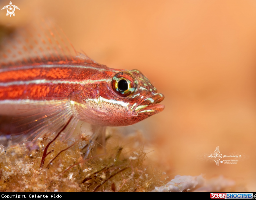 A Tropical Striped Triplefin