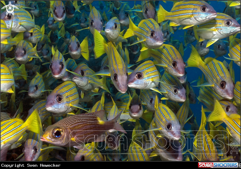 A blue-line snapper or bluestripe sea perch 