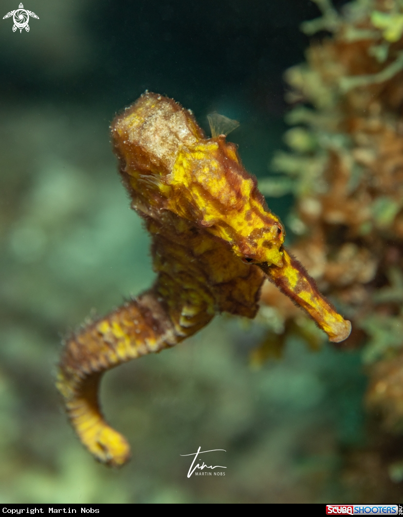 A Seahorse