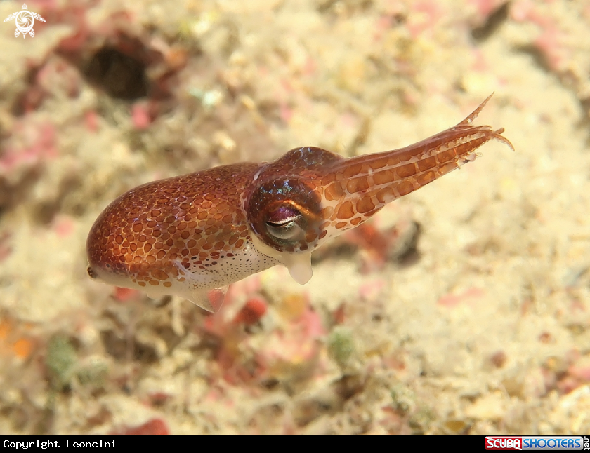 A sepiolina tigrata