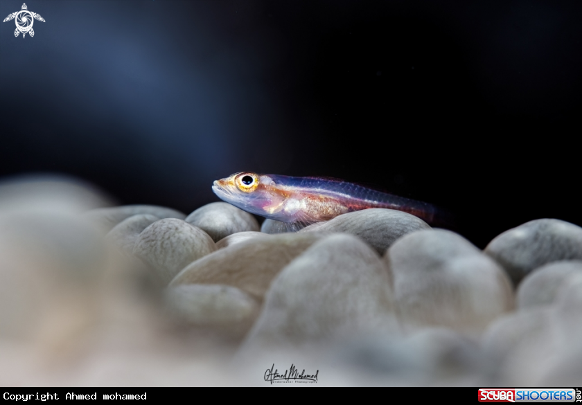 A Goby fish