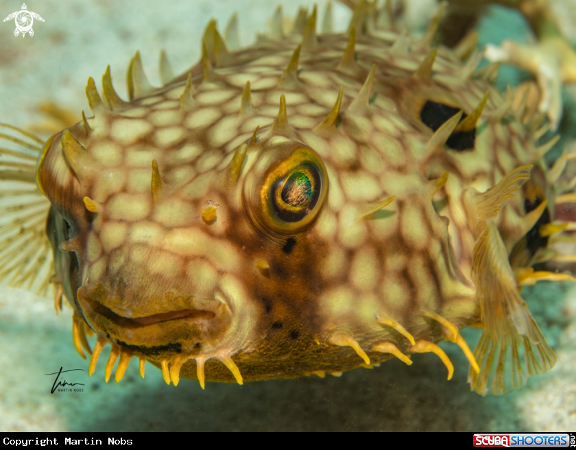 A Web Burrfish