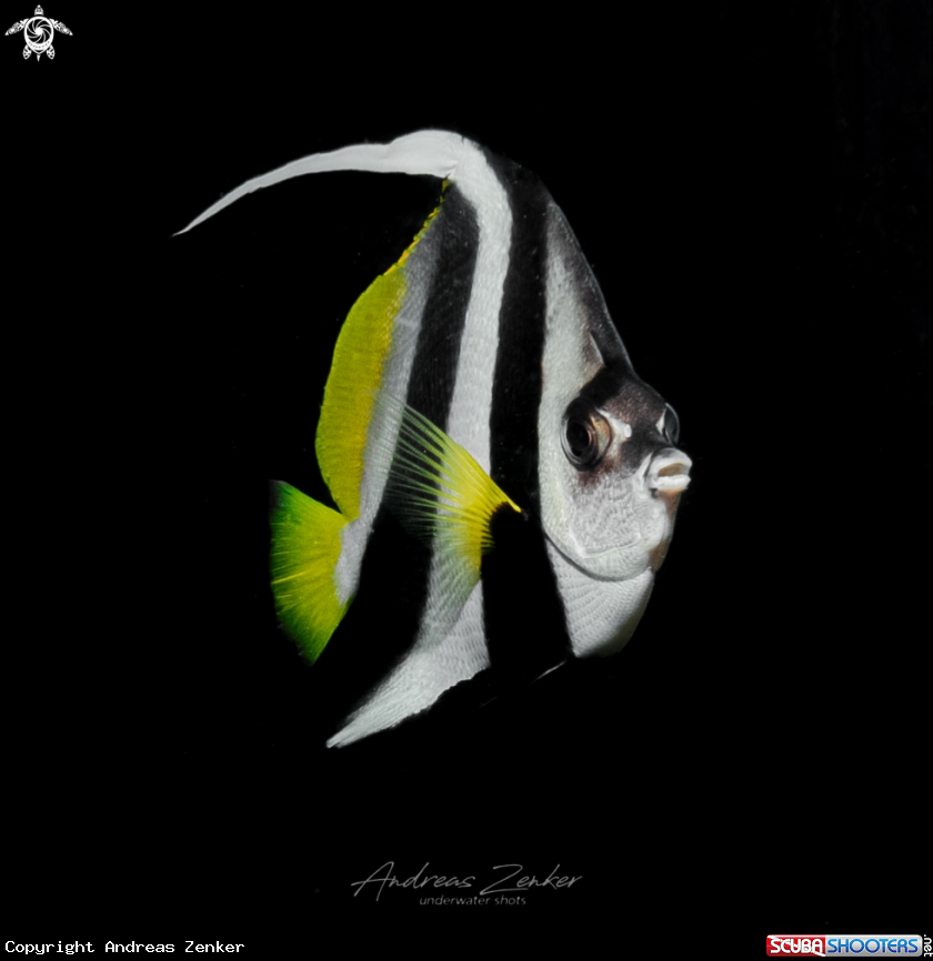 A Longfin Bannerfish 