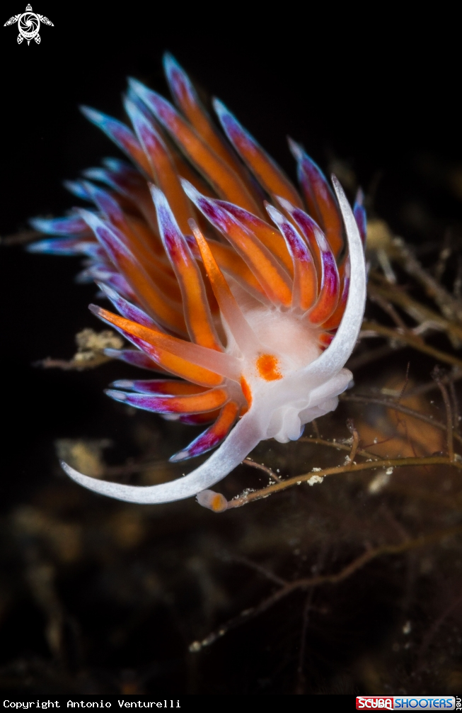 A Cratena peregrina nudibranch